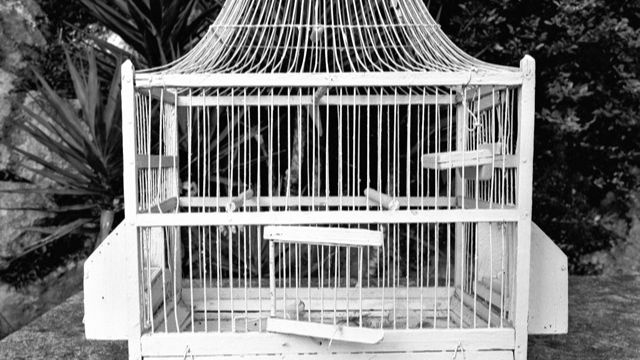 Franco Angeleri
“Libertà”
Fotografia B/N montata su pannello anno1997
Mostra Atelier Capricorno
“Prendere il volo” anno 2019