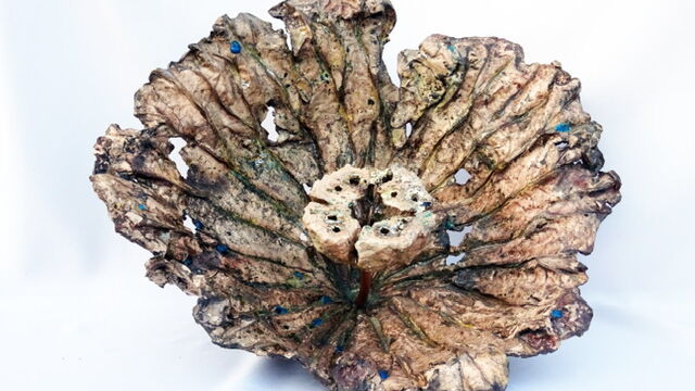 Rita Varalli
“Messaggio di continuità”
Vecchia foglia di loto
che racchiude un frutto di semi, l’essenza della vita.
ceramica raku - tecnica personale
cm 40x28
Mostra Atelier Capricorno
“Giardini d’inverno” anno 2019